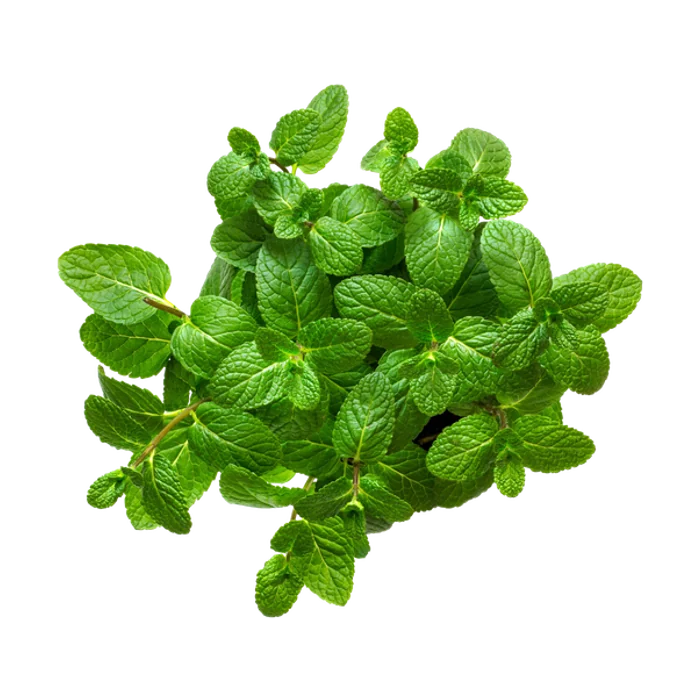Menthol